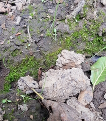 Pseudephemerum nitidum