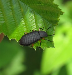 Haplandrus fulvipes