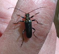 Cortodera humeralis