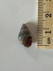 Echinolittorina ziczac