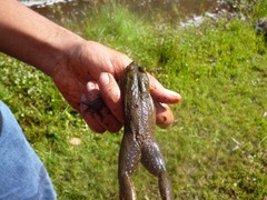 Lithobates montezumae