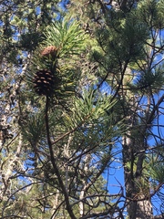Pinus contorta contorta