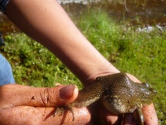 Lithobates montezumae