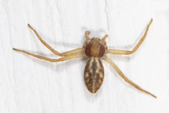 Philodromus rufus