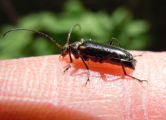 Cortodera humeralis