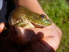 Lithobates montezumae