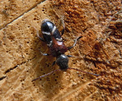 Phymatodes alni