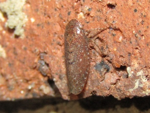 Texananus rufusculus