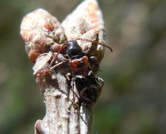 Phymatodes alni