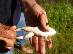Lithobates montezumae