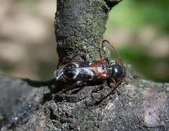 Phymatodes alni