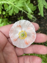 Papaver nudicaule