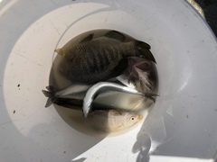 Sebastes auriculatus