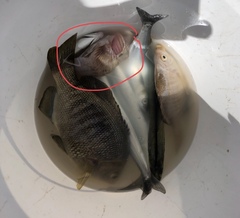 Sebastes auriculatus