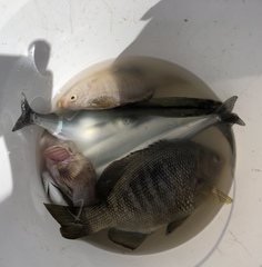 Sebastes auriculatus