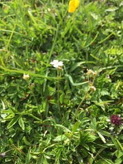 Androsace obtusifolia