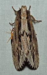 Hylaeora capucina