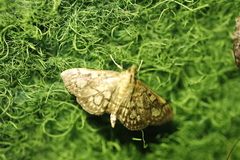 Anania stachydalis