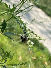 Bombus vancouverensis