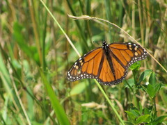 Danaus plexippus