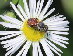Holcopasites calliopsidis calliopsidis