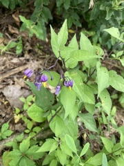 Solanum dulcamara