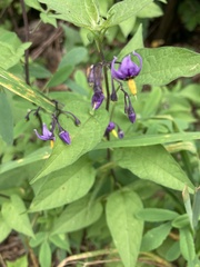 Solanum dulcamara