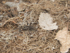 Schizocosa malitiosa