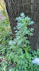 Artemisia absinthium
