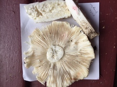 Russula pseudolepida