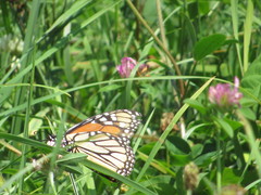 Danaus plexippus
