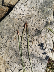 Eleocharis quinqueflora