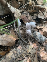 Monotropa