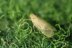 Pentastiridius