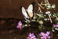 Papilio dardanus cenea