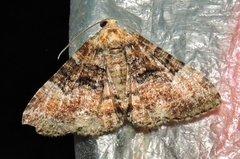 Aporoctena scierodes