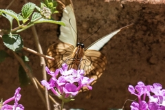 Papilio dardanus cenea