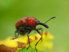 Merhynchites bicolor