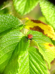 Merhynchites bicolor