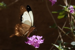 Papilio dardanus cenea