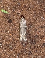 Dichomeris inversella