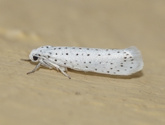 Yponomeuta evonymella