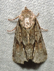 Turnerinycta phaeocosma