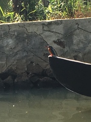 Alcedo atthis