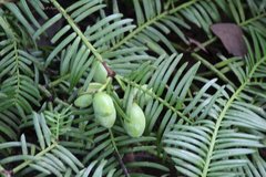 Cephalotaxus