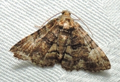 Aporoctena scierodes