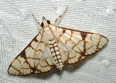 Aphytoceros lucusalis