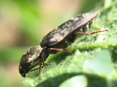 Prosternon tessellatum