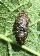 Prosternon tessellatum