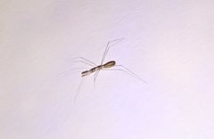 Empicoris mediterraneus